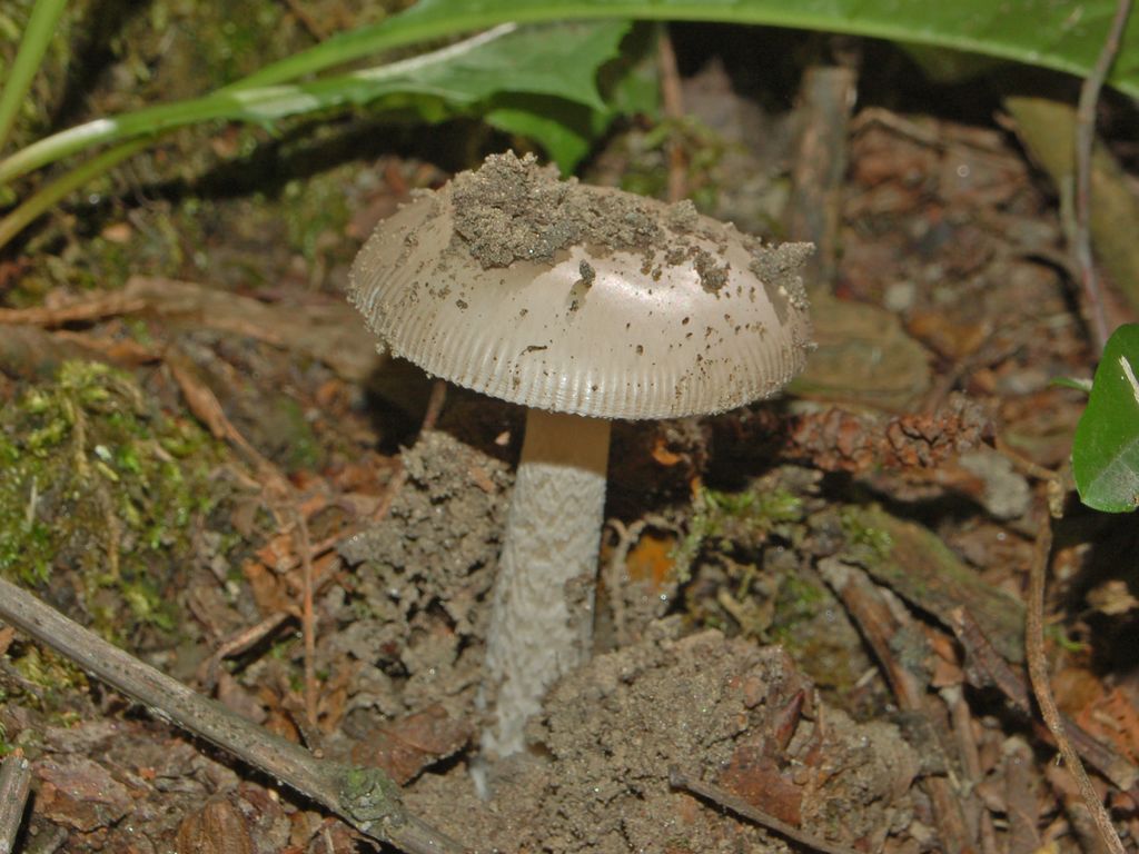 Amanita da determinare